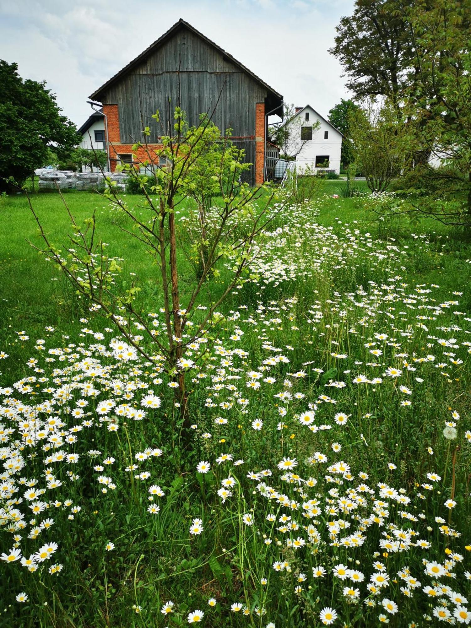 Merikotka - A Cozy Wooden Cottage, Slovenia Braslovce Zewnętrze zdjęcie
